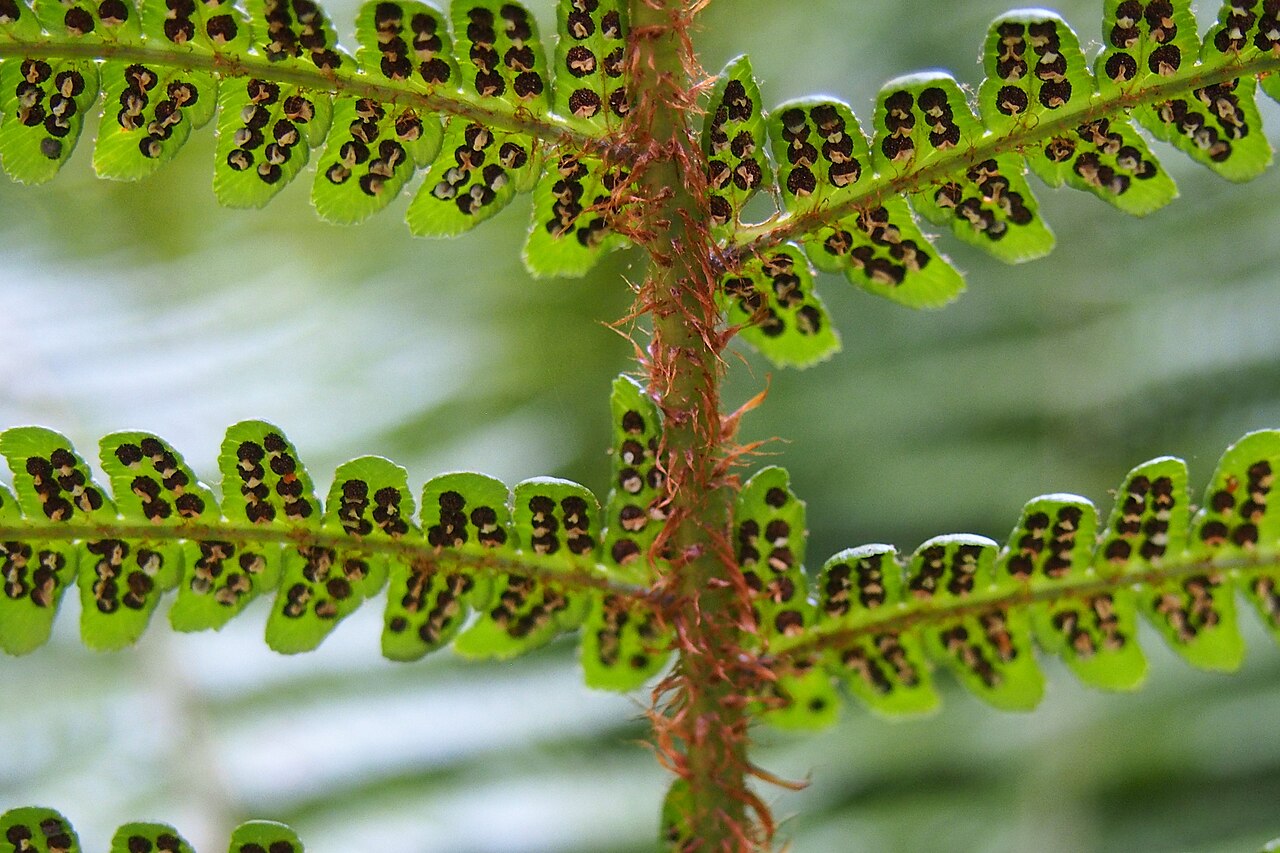 Alpine woodfern: Dryopteris wallichiana , plants cultivated in Wrocław University Botanical Garden, Wrocław, Poland.