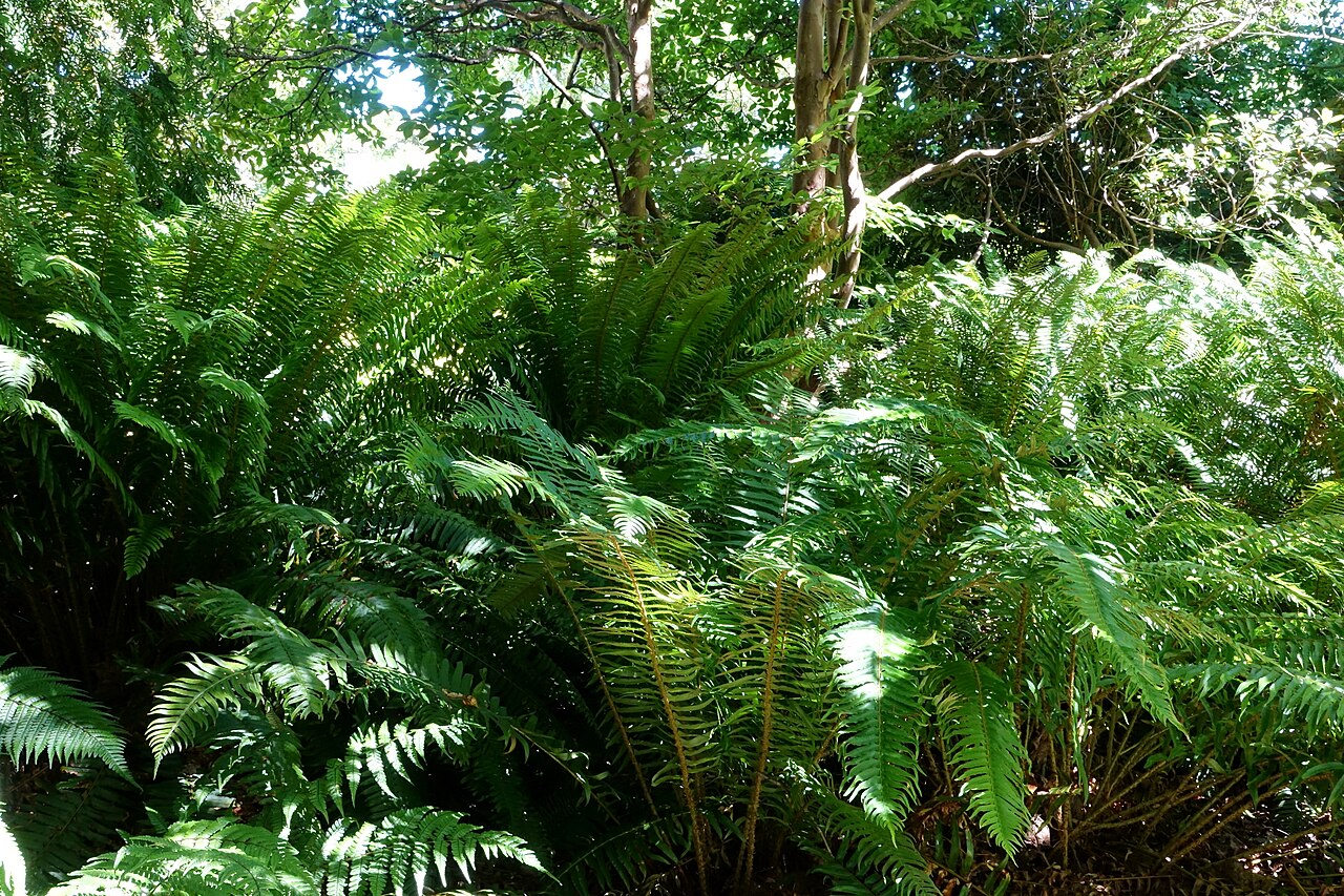 Alpine woodfern: Botanical specimen in the UBC Botanical Garden at the University of British Columbia - Vancouver, British Columbia, Canada.