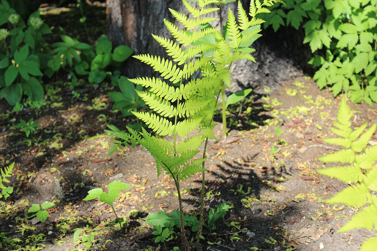 Alpine woodfern: Dryopteris wallichiana . The Botanical Garden of the University of Latvia