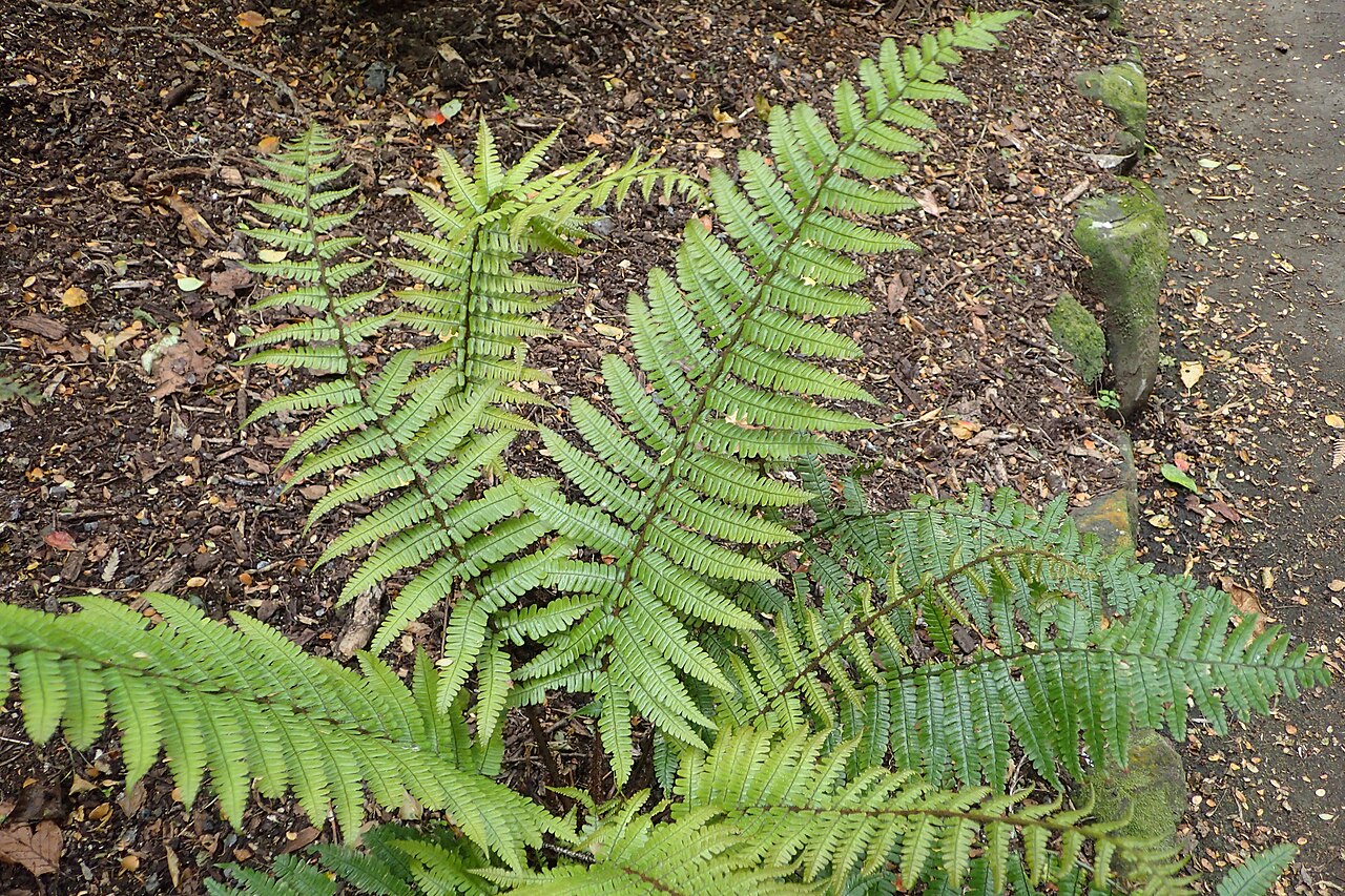 Alpine woodfern: Dryopteris wallichiana in Wellington Botanical Garden