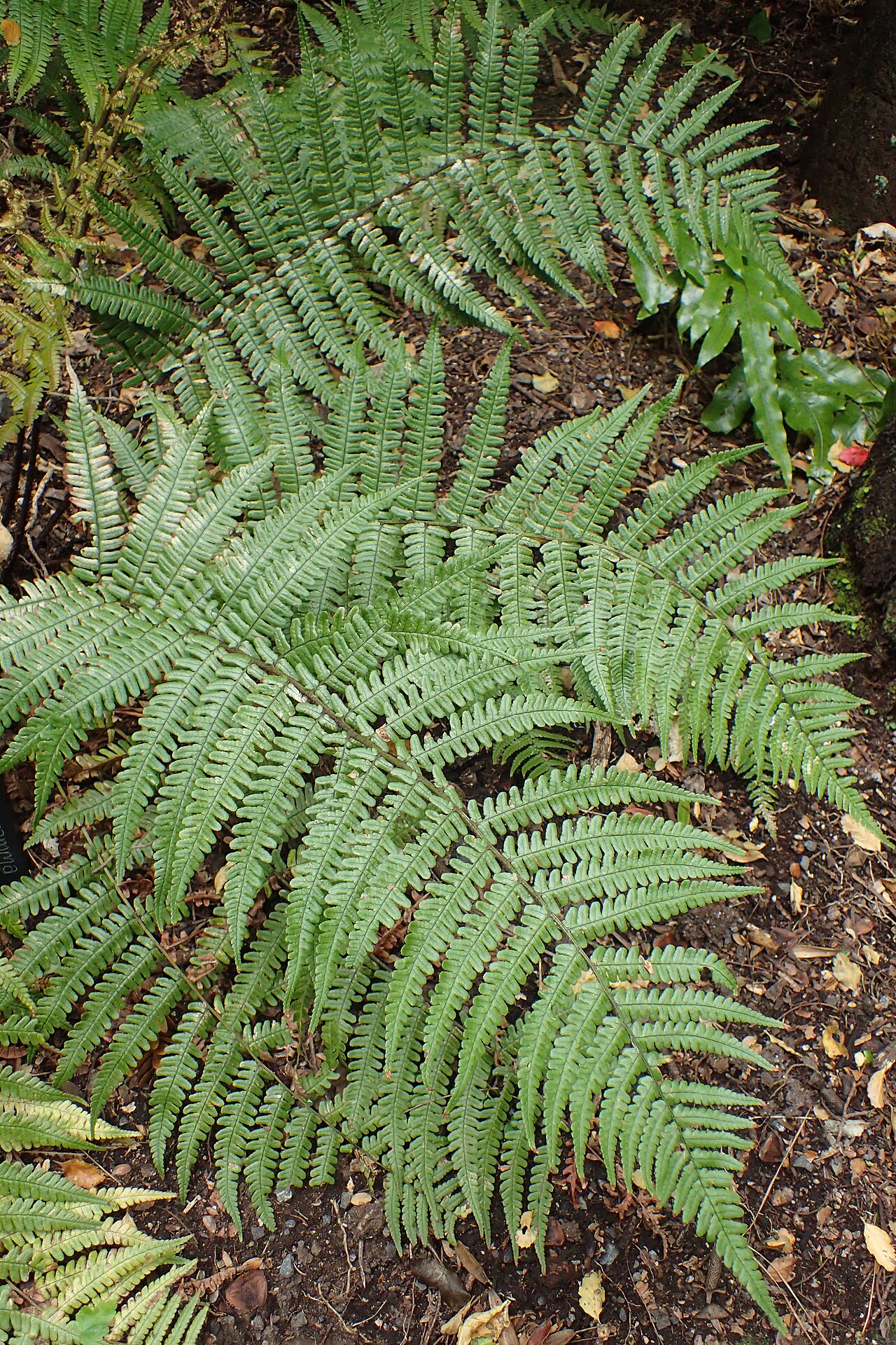 Alpine woodfern: Dryopteris wallichiana in Wellington Botanical Garden