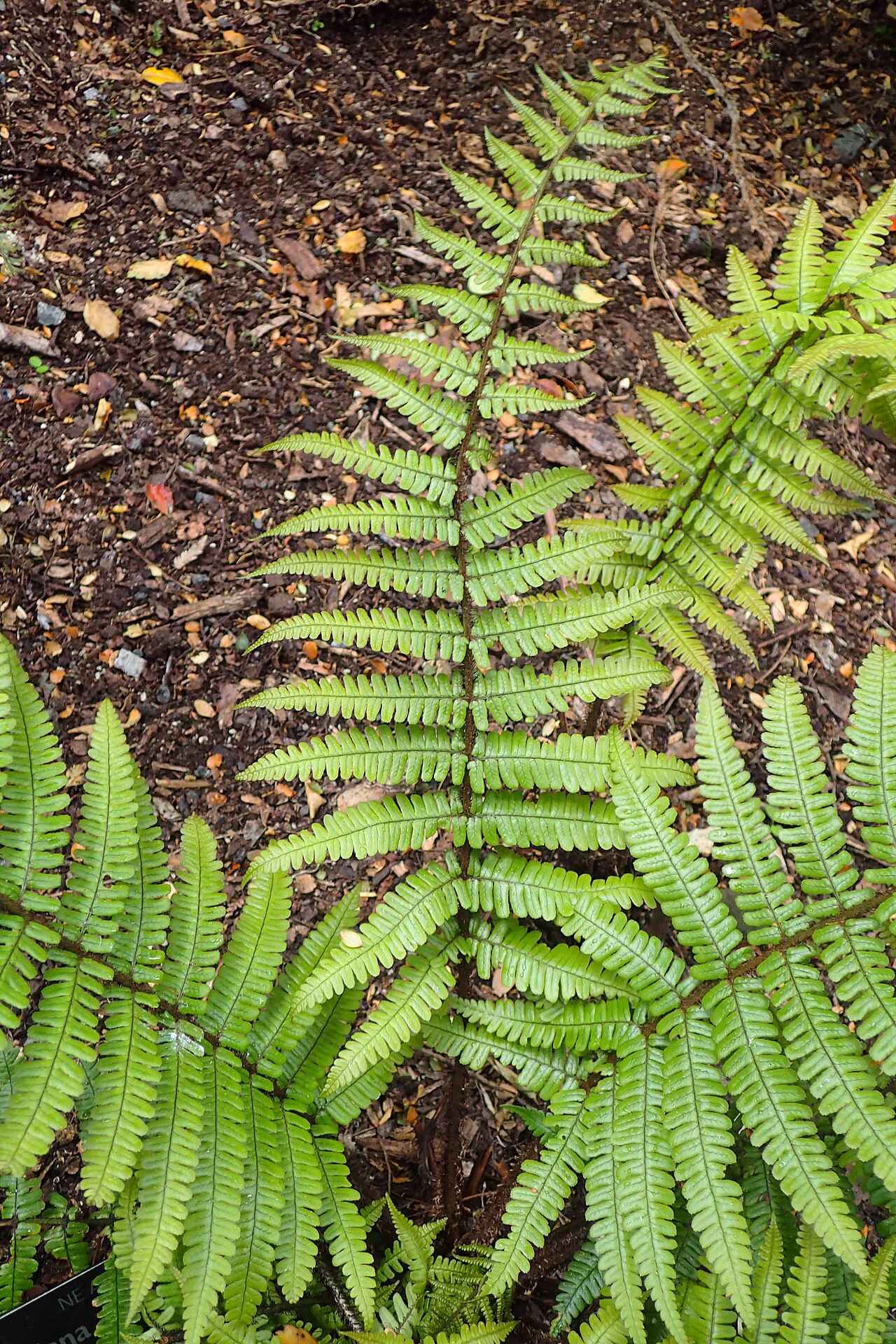 Alpine woodfern: Dryopteris wallichiana in Wellington Botanical Garden