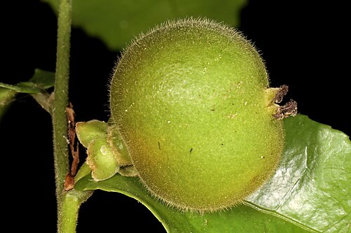 Water ironplum: Drypetes arguta , developing fruit; forest margin, Umtamvuna Nature Reserve, Port Edward, KwaZulu-Natal, South Africa