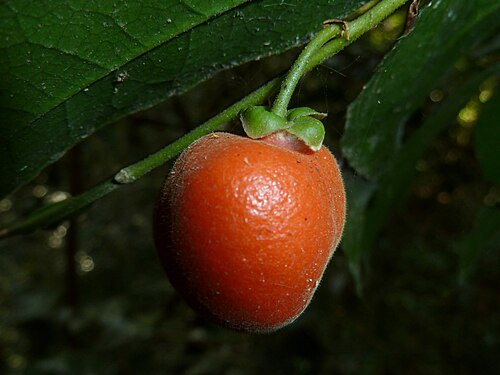 Water ironplum: Fruit of a Water ironplum in Krantzkloof Nature Reserve in KwaZulu-Natal