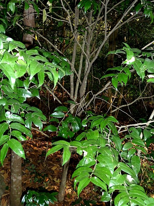 Water ironplum: Habit of a Water ironplum in Krantzkloof Nature Reserve, KwaZulu-Natal