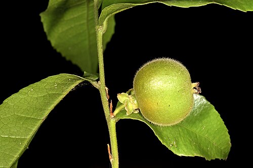 Water ironplum: Drypetes arguta , developing fruit; forest margin, Umtamvuna Nature Reserve, Port Edward, KwaZulu-Natal, South Africa