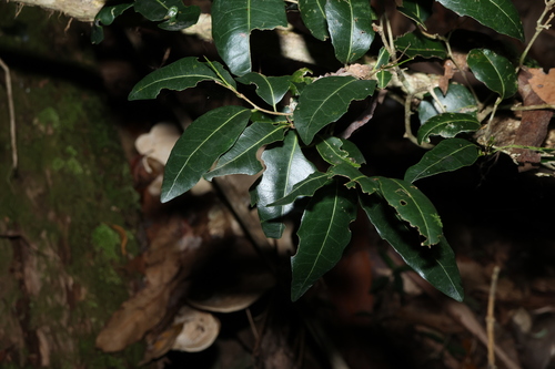 Drypetes deplanchei (Drypetes deplanchei)