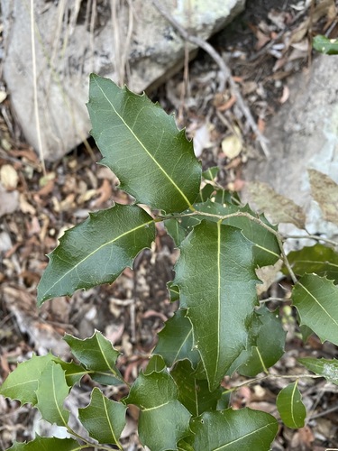Drypetes deplanchei (Drypetes deplanchei)