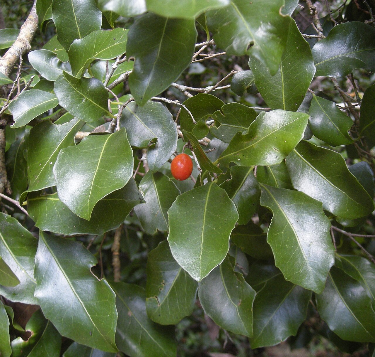 Drypetes deplanchei: Drypetes deplanchei foliage and fruit