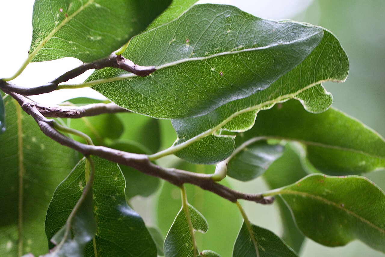 Drypetes deplanchei: Drypetes deplanchei affinis in Lord Howe Island Botanic Garden