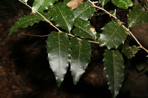 Drypetes deplanchei (Drypetes deplanchei)