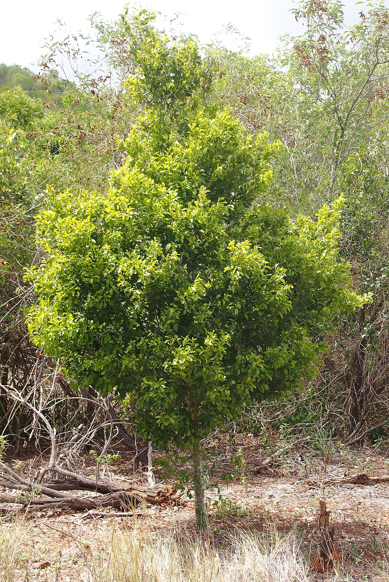 Drypetes deplanchei: Drypetes deplancehi habit