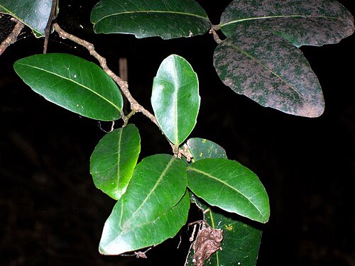 Drypetes deplanchei: Drypetes deplanchei, leaves