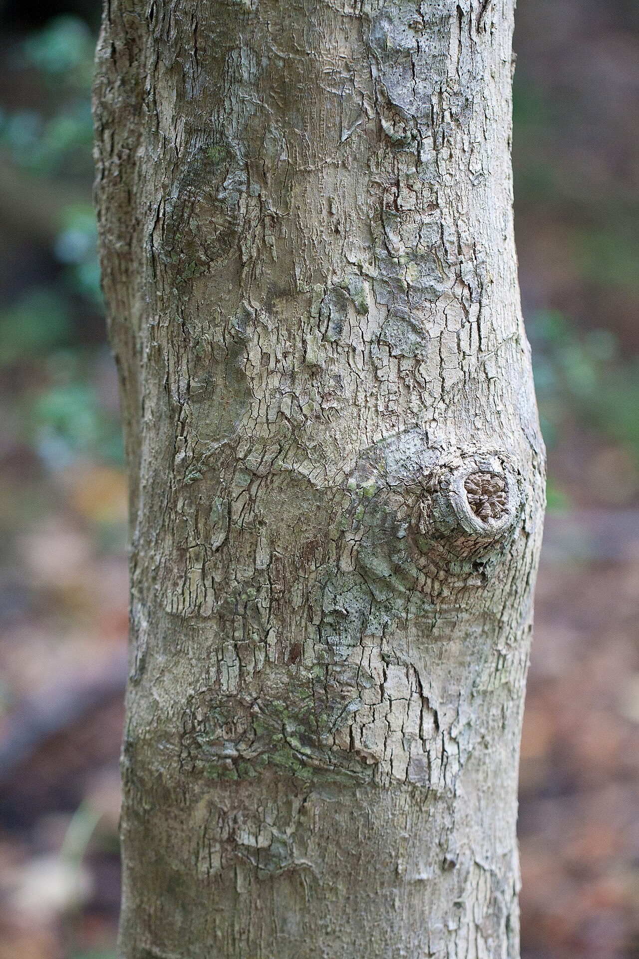 Drypetes deplanchei: Drypetes deplanchei affinis in Lord Howe Island Botanic Garden