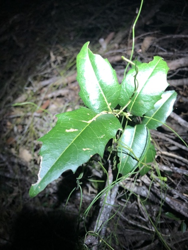 Drypetes deplanchei (Drypetes deplanchei)