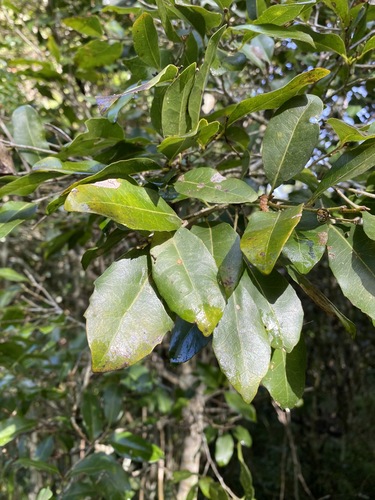 Drypetes deplanchei (Drypetes deplanchei)