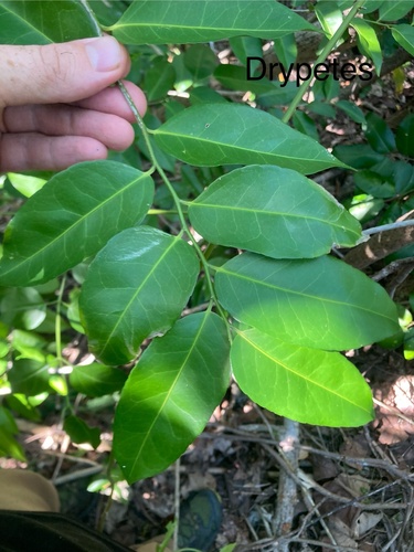 Drypetes dolichocarpa (Drypetes dolichocarpa)
