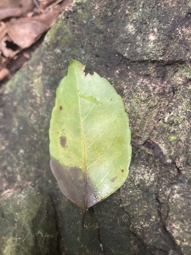 Drypetes dolichocarpa (Drypetes dolichocarpa)