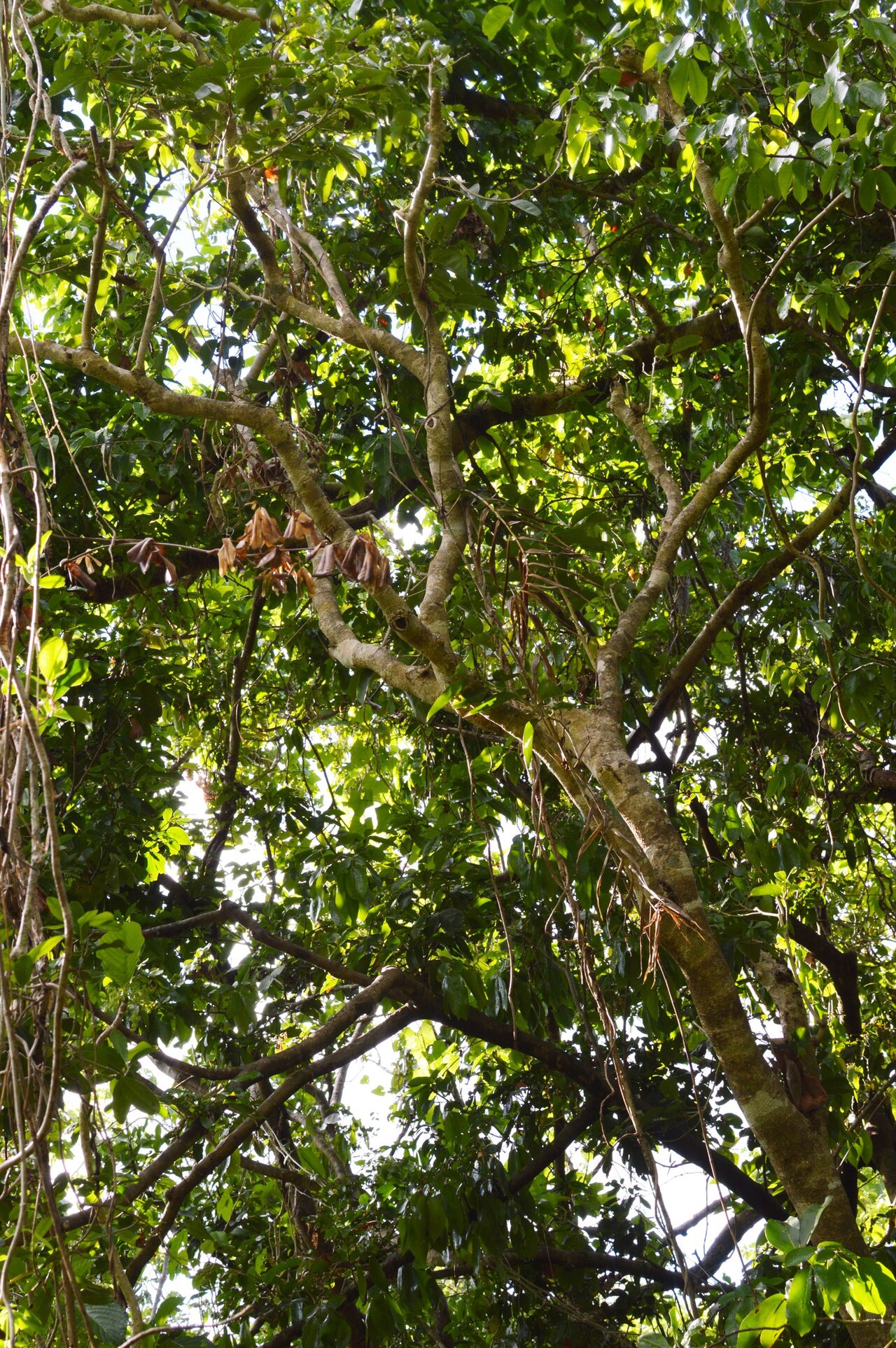 Drypetes dolichocarpa: Drypetes dolicharpa, rainforest near Kagman, Saipan, Commonwealth of the Northern Mariana Islands