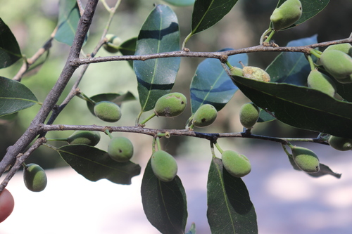 Drypetes gentryi (Drypetes gentryi)