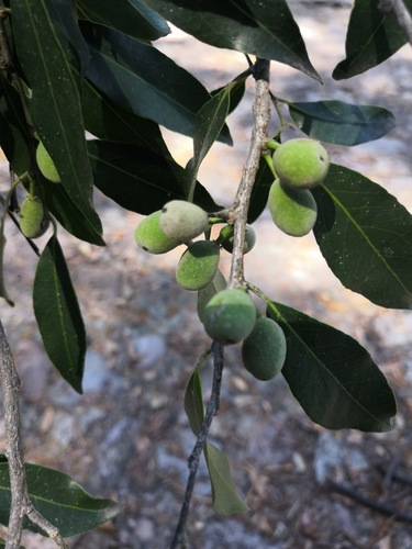 Drypetes gentryi (Drypetes gentryi)
