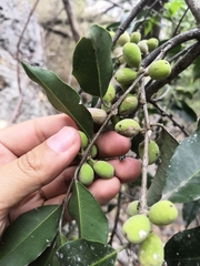 Drypetes gentryi (Drypetes gentryi)