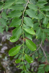 Drypetes gentryi (Drypetes gentryi)
