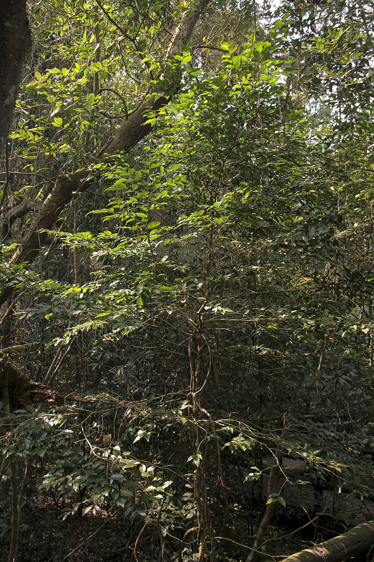 Forest ironplum: Drypetes gerrardii var. gerrardii , young tree in sub-canpy of forest; note more or less horizontally spreading side branches. Dlinza Forest, Eshowe, KwaZulu-Na