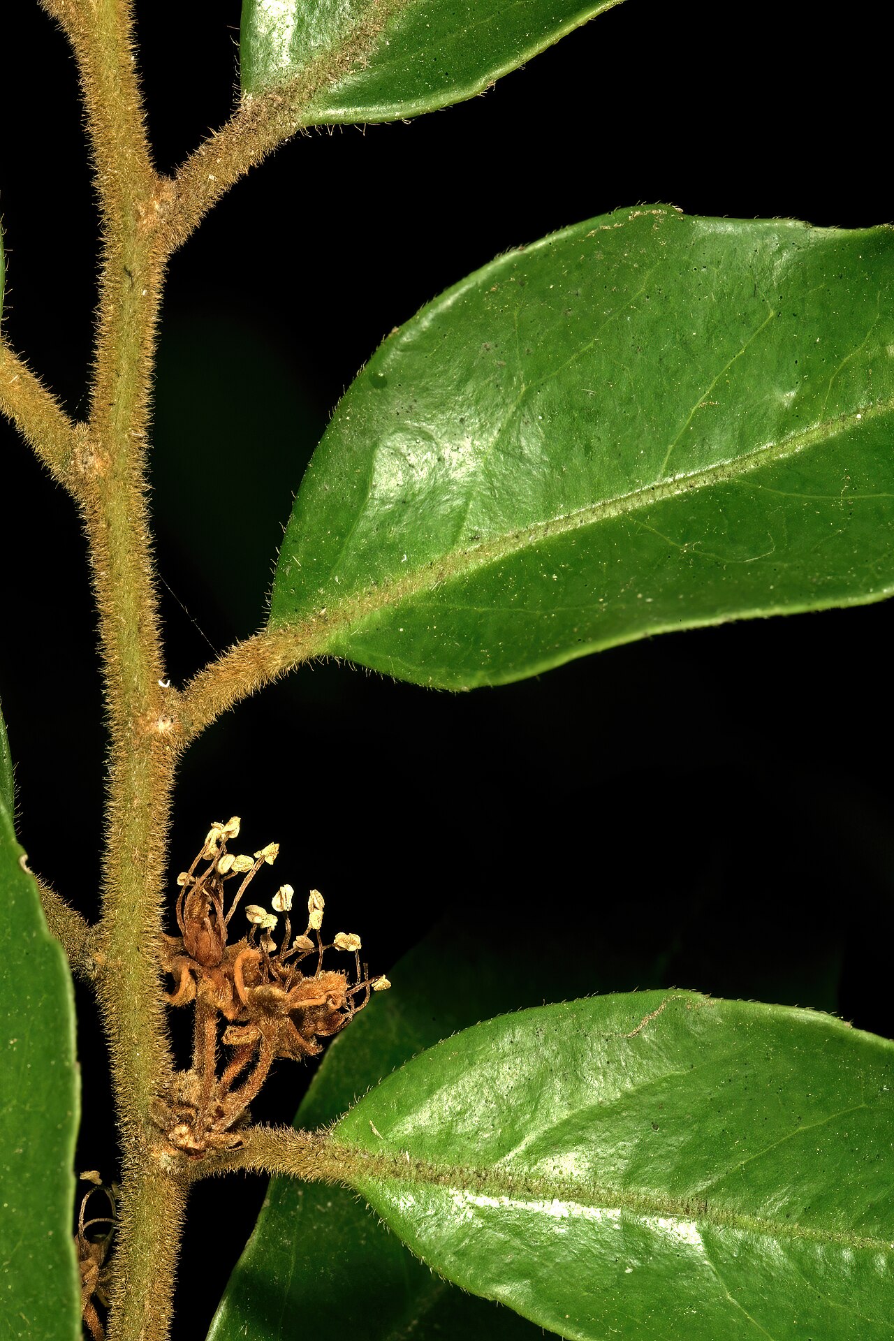 Forest ironplum: Drypetes gerrardii var. gerrardii , spent male flowers; in forest, Umtamvuna Nature Reserve, Port Edward, KwaZulu-Natal, South Africa