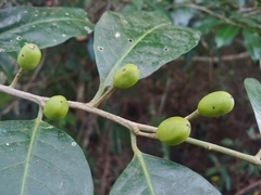 Varital (Drypetes glauca)