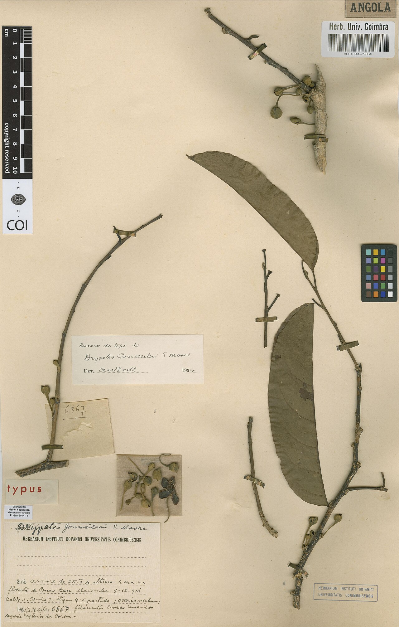 Drypetes gossweileri: Photograph of Type of Drypetes gossweileri at Herbarium of the University of Coimbra, Portugal (COI). Specimen COI00033986. http://coicatalogue.uc.pt/specimen/C