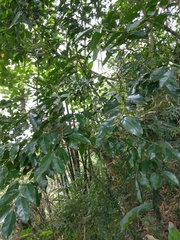 Drypetes indica (Drypetes indica)