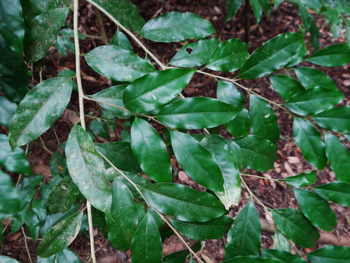 Drypetes indica (Drypetes indica)
