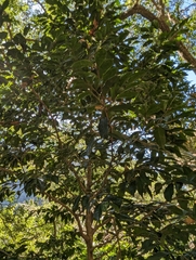 Drypetes indica (Drypetes indica)
