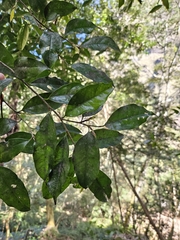 Drypetes indica (Drypetes indica)