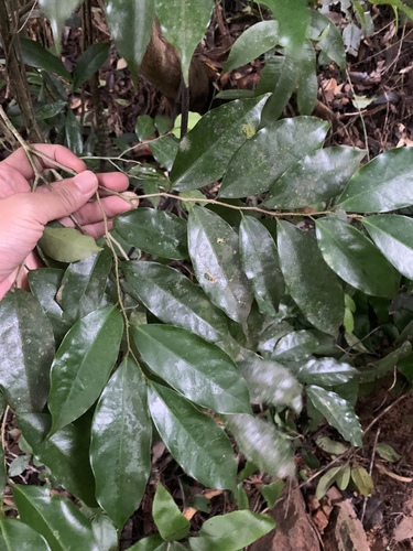 Drypetes indica (Drypetes indica)