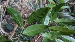 Drypetes indica (Drypetes indica)