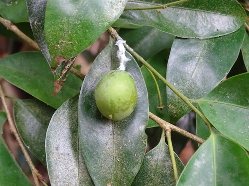 Drypetes indica (Drypetes indica)