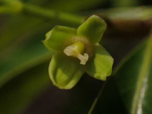 Drypetes indica (Drypetes indica)