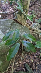 Drypetes indica (Drypetes indica)