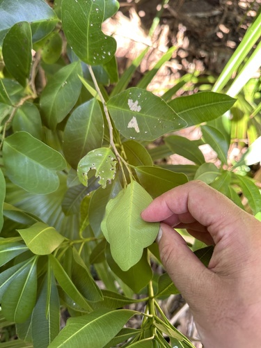 Drypetes integerrima (Drypetes integerrima)