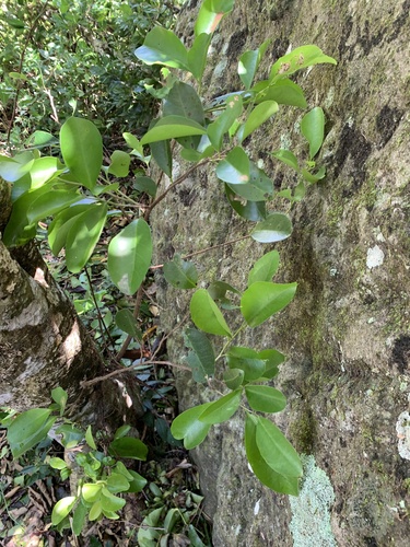 Drypetes integerrima (Drypetes integerrima)