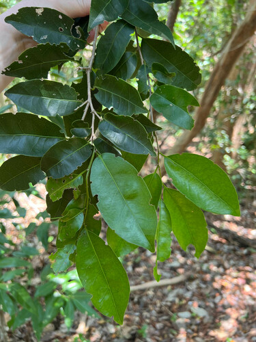Guiana plum (Drypetes lateriflora)