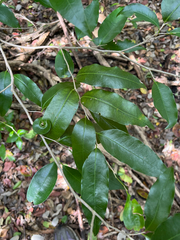 Guiana plum (Drypetes lateriflora)