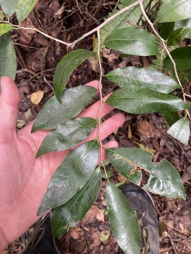 Guiana plum (Drypetes lateriflora)