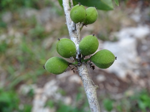 Guiana plum (Drypetes lateriflora)