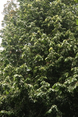 Drypetes malabarica (Drypetes malabarica)