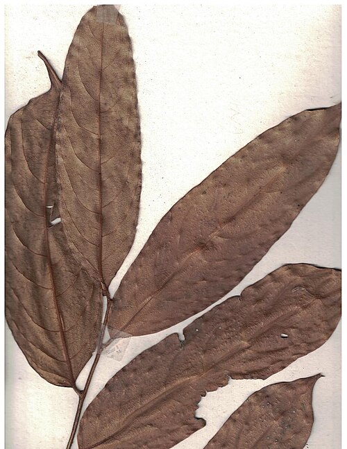 Drypetes malabarica: Herbarium scans from the Anamalai Hills