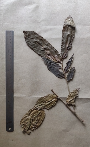 Drypetes malabarica (Drypetes malabarica)