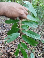 Drypetes malabarica (Drypetes malabarica)
